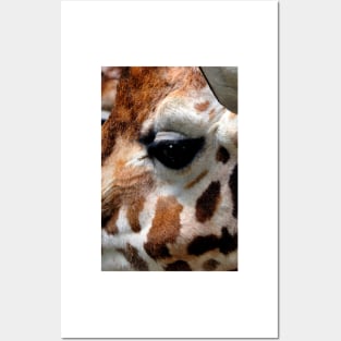 African Giraffe Amelopardalis Giraffa Posters and Art